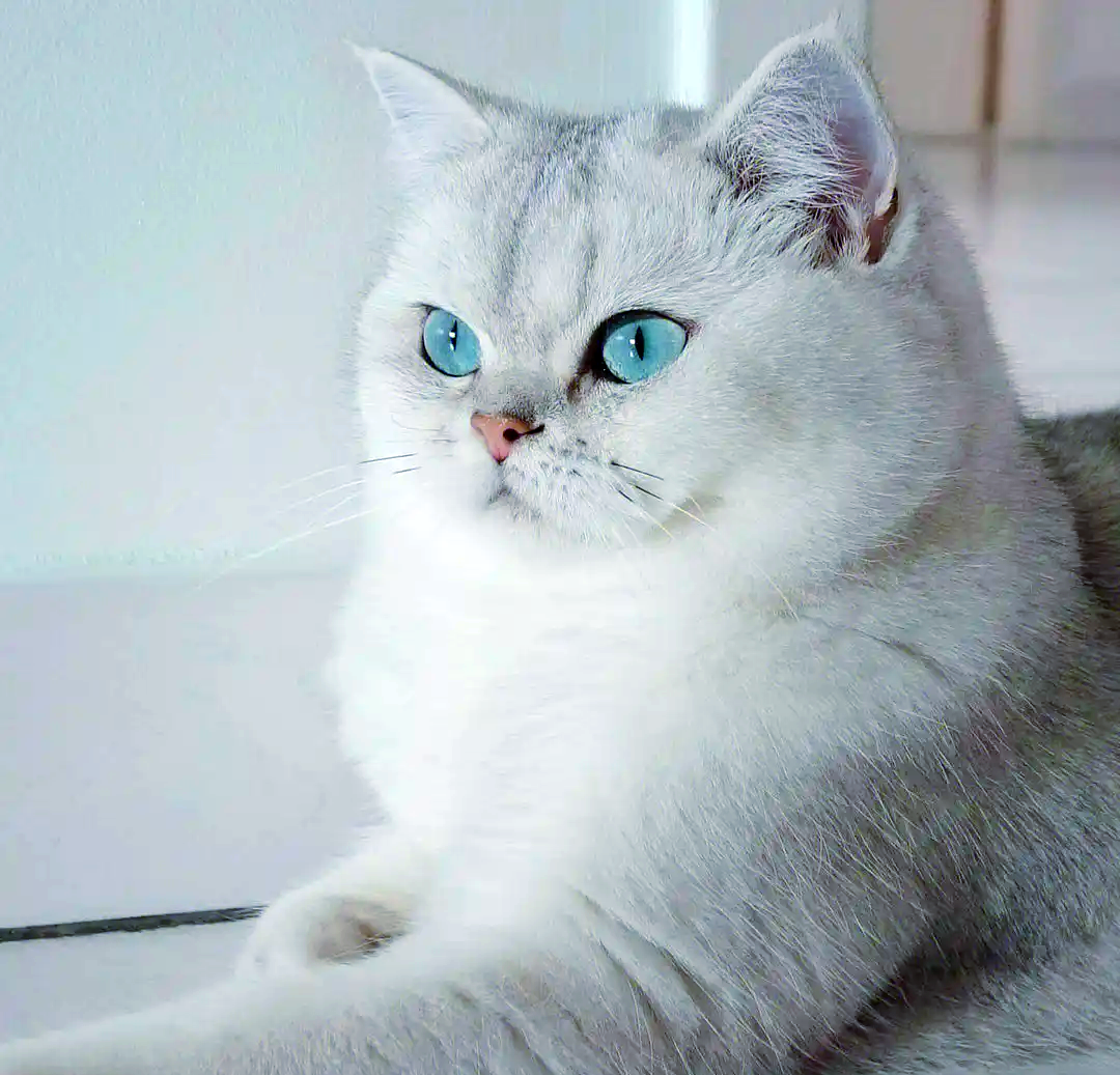 银渐层猫饲养指南:适宜性,购买准备与日常护理