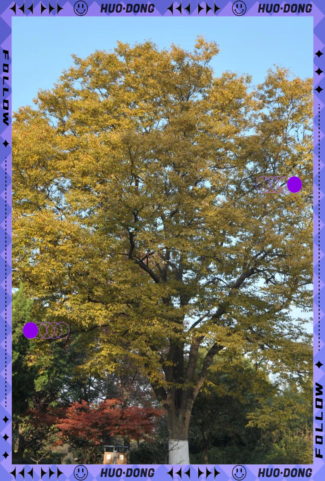 南京秋季赏榉指南:从榉树大道到小路的绝美体验