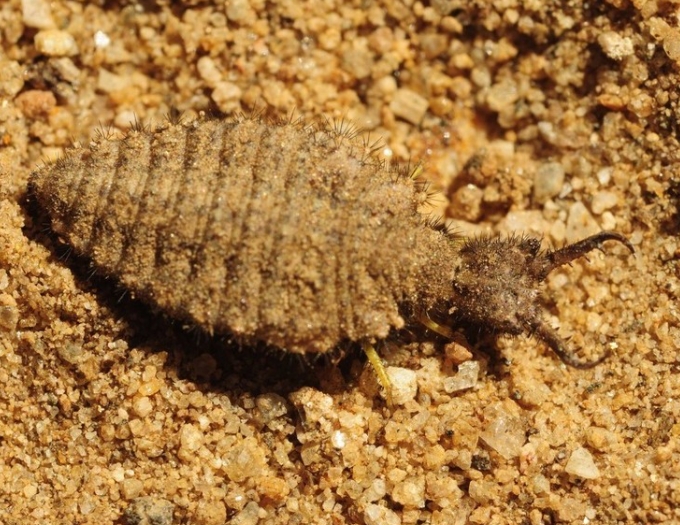 沙牛的养殖方法,沙牛沙漠中的黄金,养殖的秘密