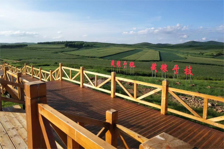 阿荣旗复兴镇:"金花金果"村中栽 产旅融合客自来