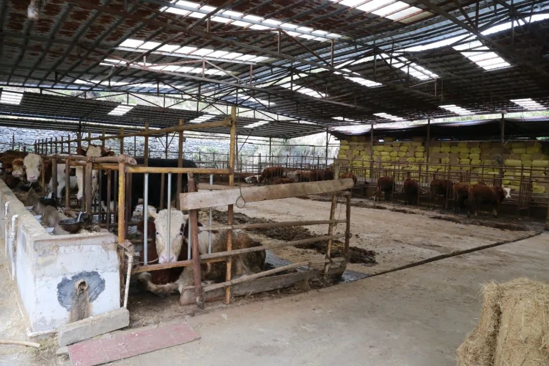 「政协委员风采录」覃桂荣:发展肉牛养殖业 带领群众持续稳定增收