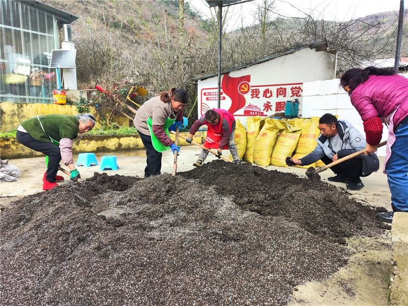 清镇市卫城镇:人勤春来早 辣椒育苗忙