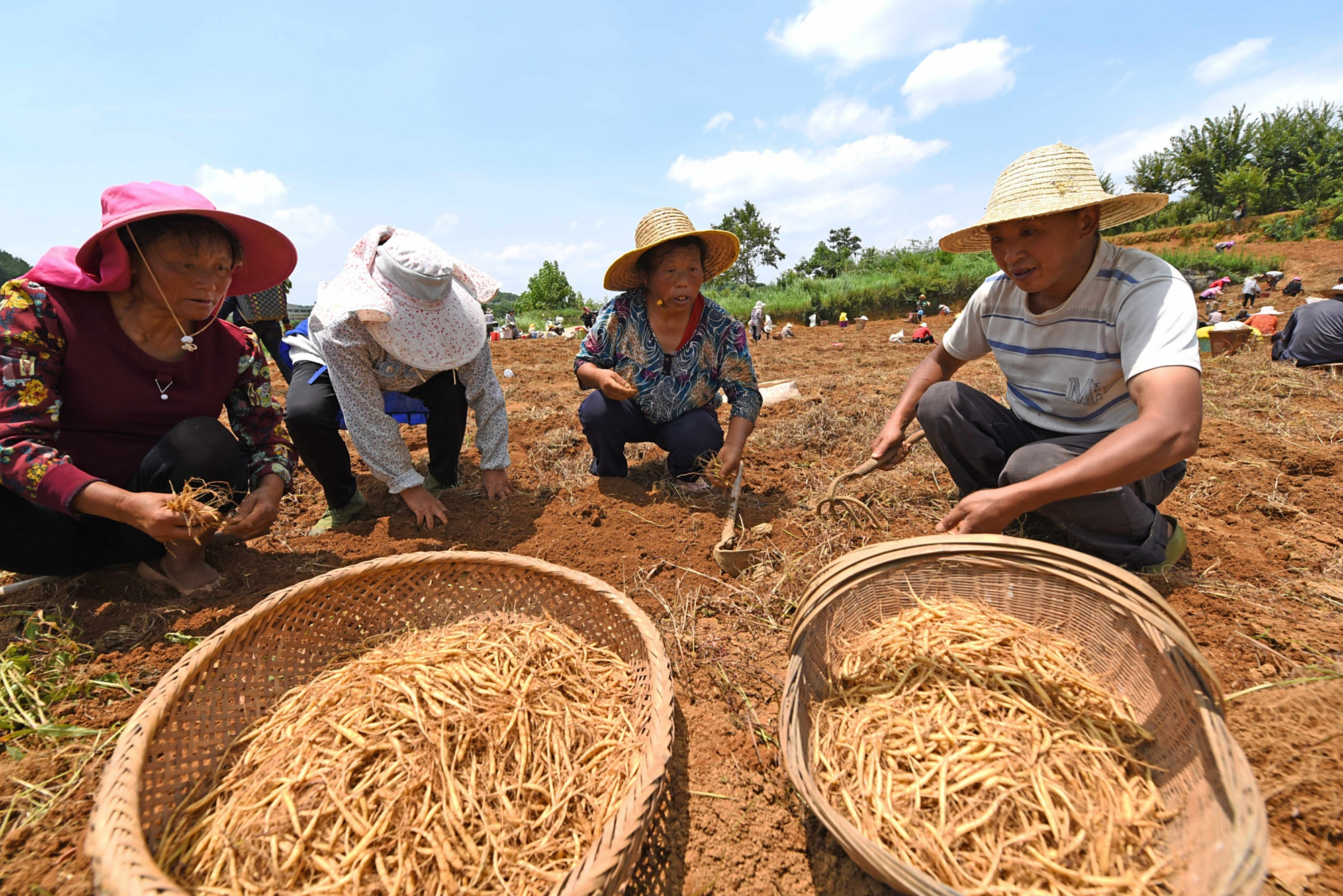 太子参种植 - 2020年最新商品信息聚合专区 - 百度爱采购