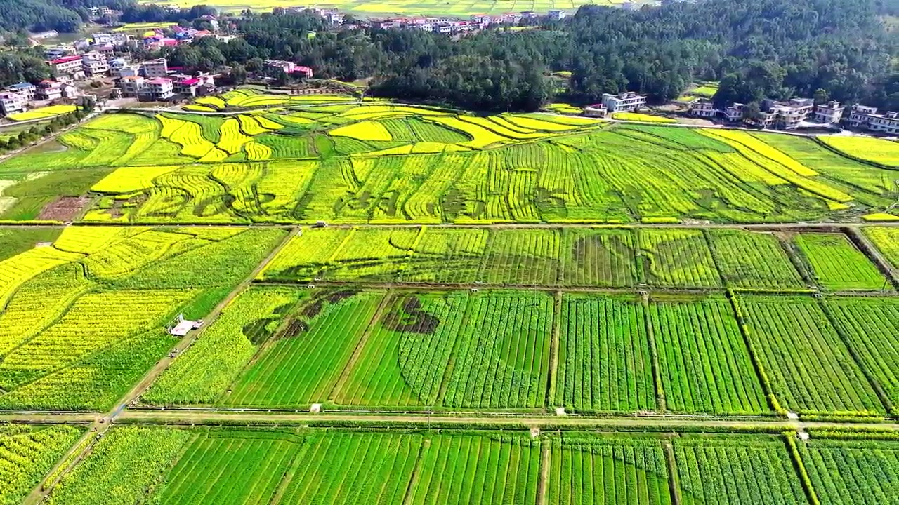 湖南衡阳县:油菜花竞相盛开 游客踏青赏花忙