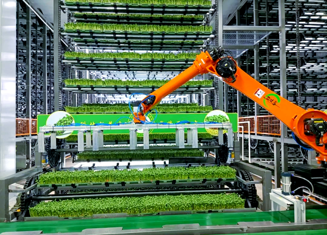 阜平县智能植物工厂:立体种植技术,高效生产绿色芽苗菜