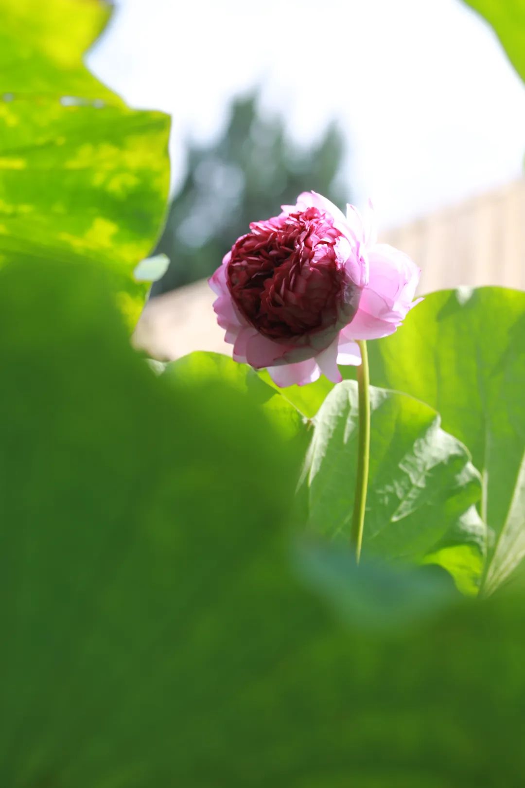 古猗园神奇宝贝"千瓣莲"