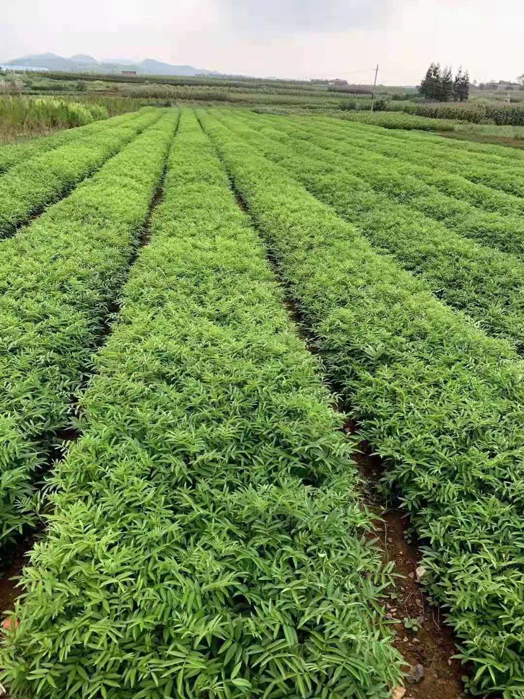 广东连平鹰嘴桃苗