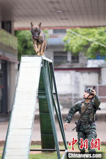 广西武警官兵携军犬开展强化训练