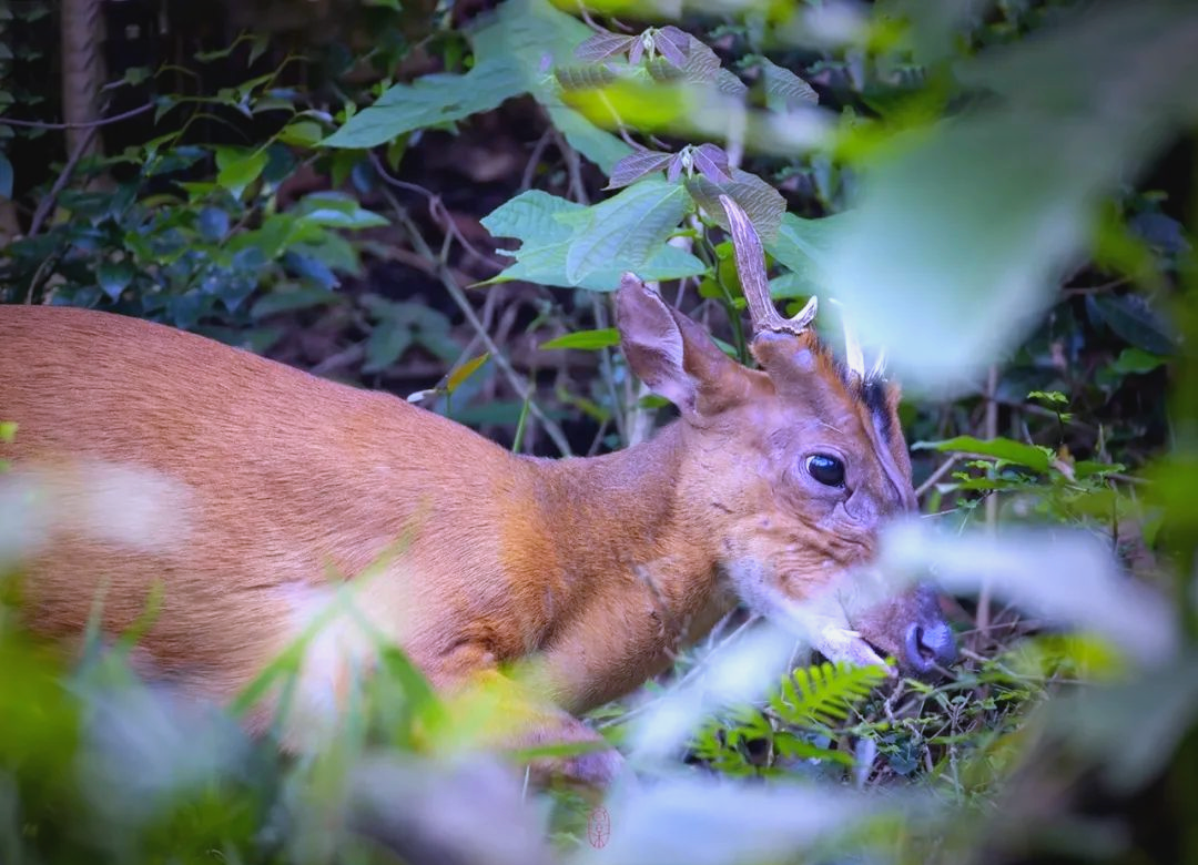 白云山偶遇野生黄猄,生态和谐之佳兆