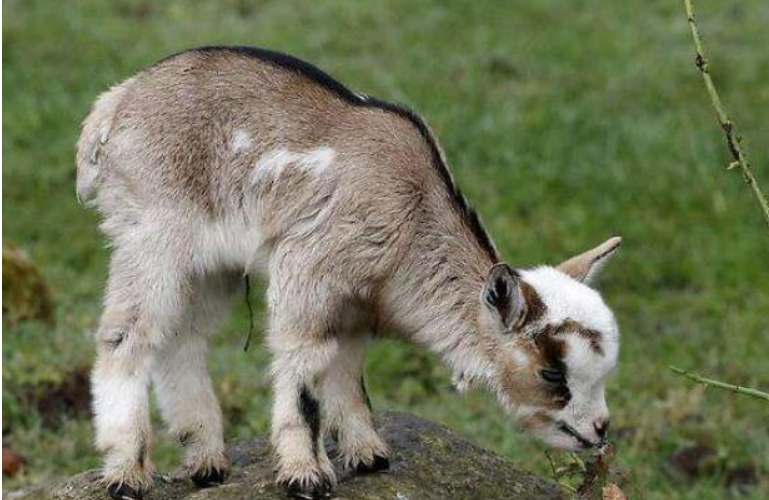 把侏儒山羊当做宠物饲养是不是很酷?宠物侏儒山羊的饲养方法