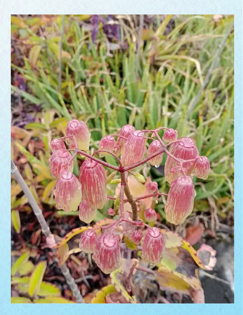 植物界中的生命力顽强者