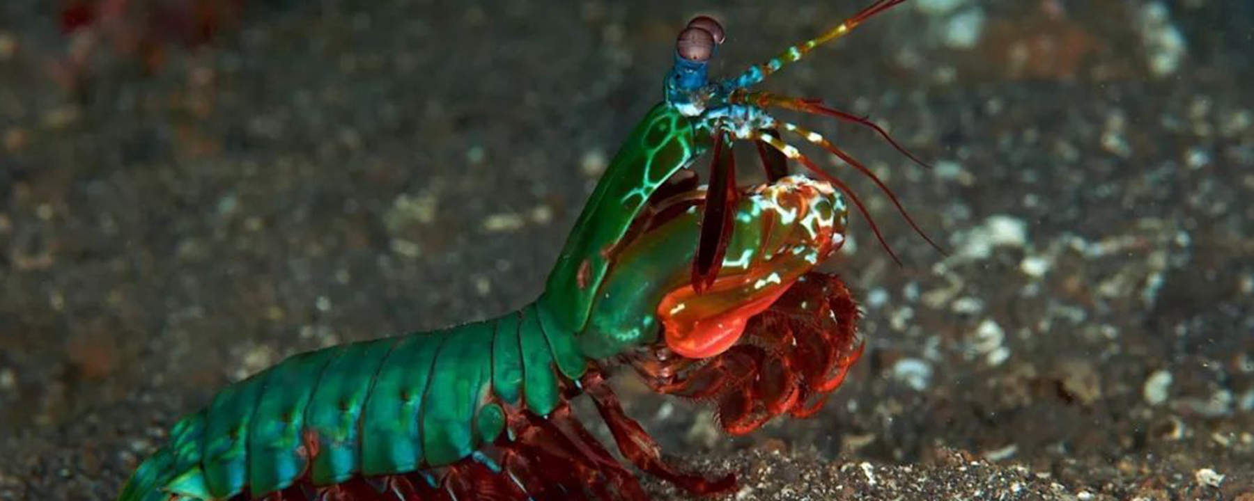 皮皮虾怎么养不会死?