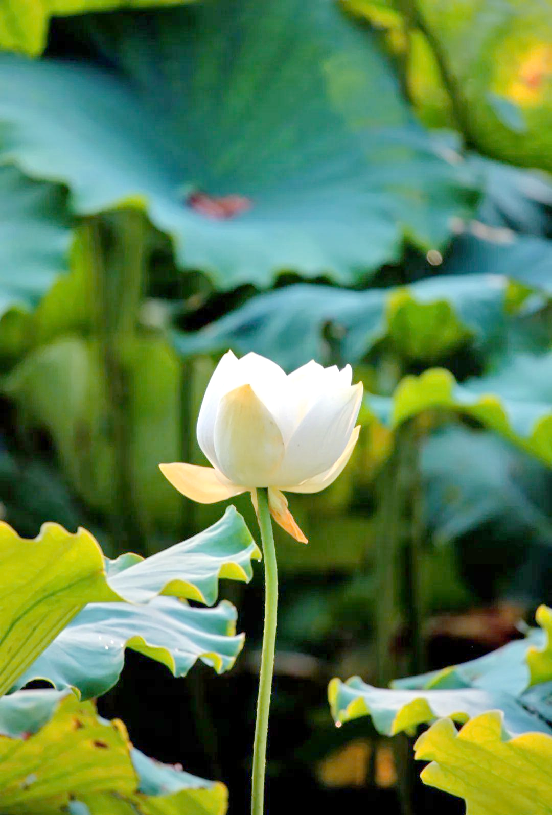 摄影|探寻白莲花的多样风采
