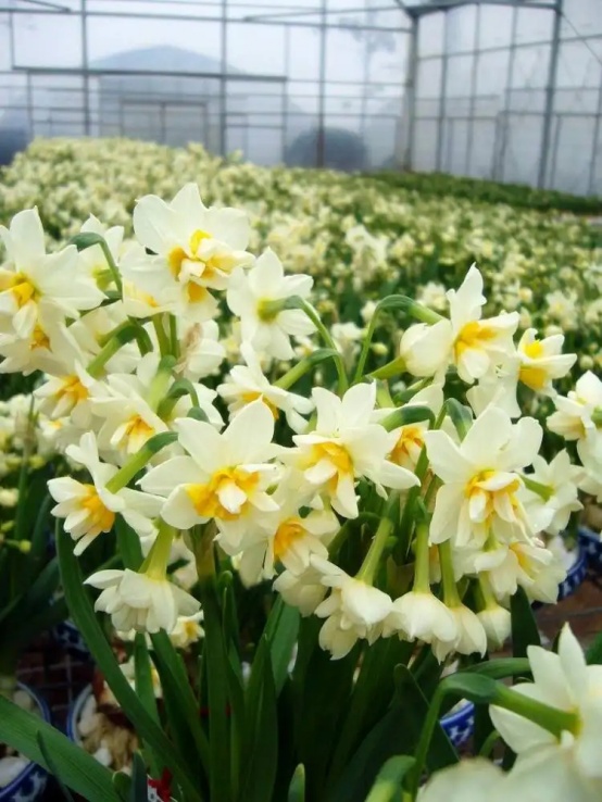 年宵花首选的水仙花,来看看ta的身世