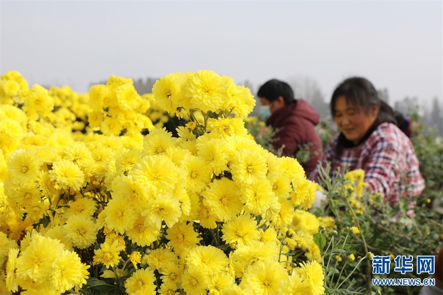 「图片新闻」河南温县:深秋时节怀菊香