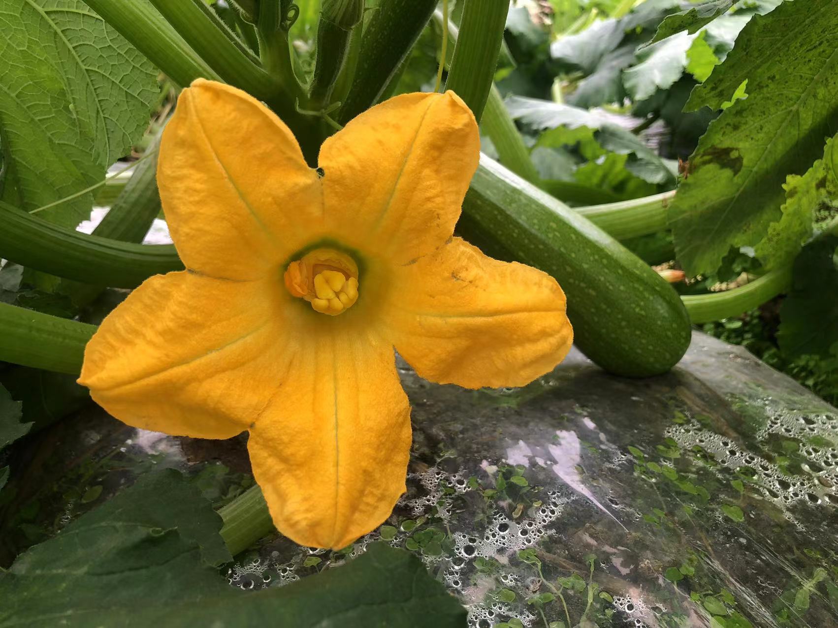 罗甸:无藤瓜正丰收(图集)