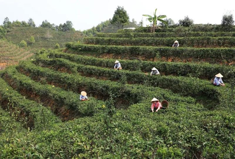 广西茶业界评选的十大品牌六堡茶