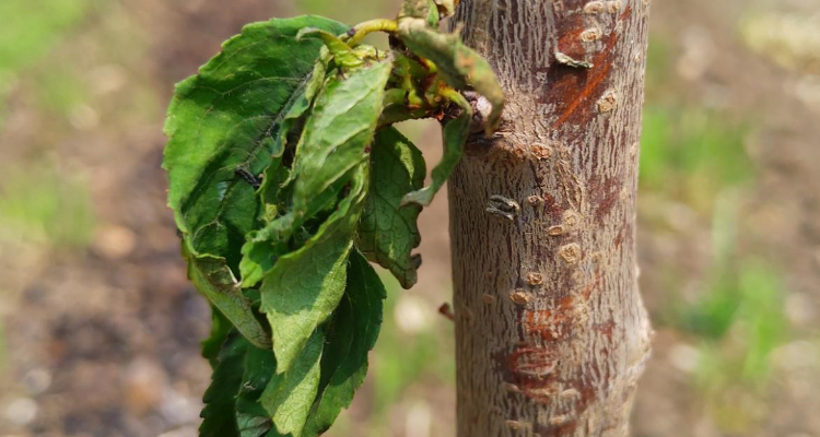 樱桃树叶子为什么卷起像虫子