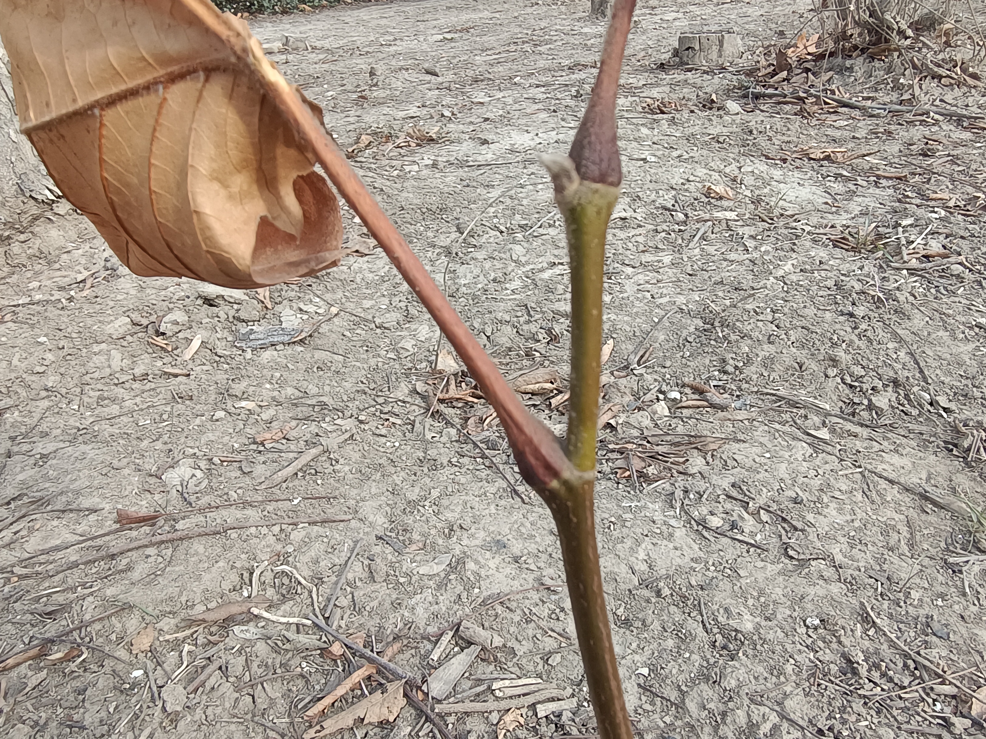 "柄下芽"是什么样的存在?植物的行为和人类的情感是相通的