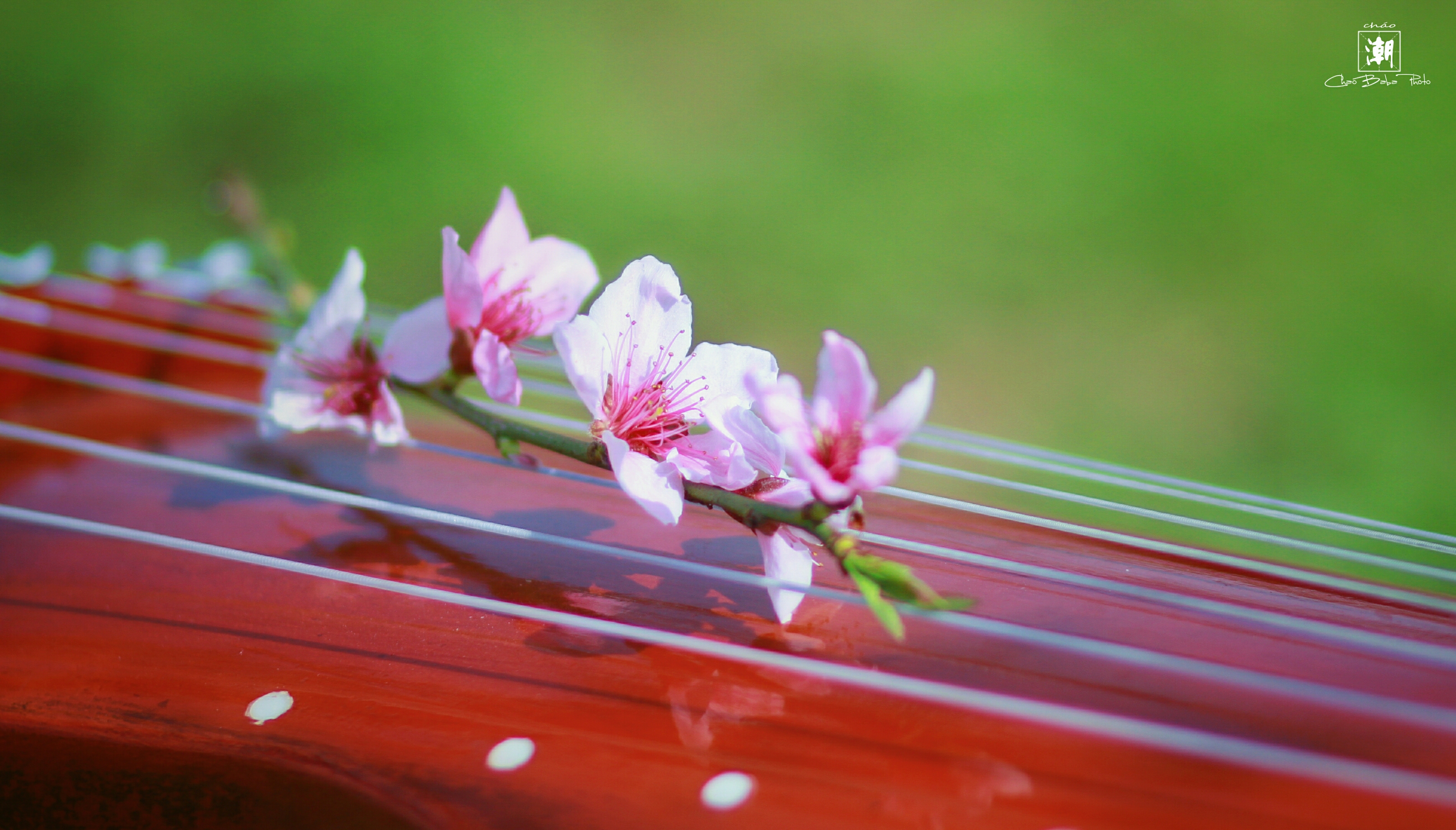 潮爸会拍照:古琴美酒醉桃花