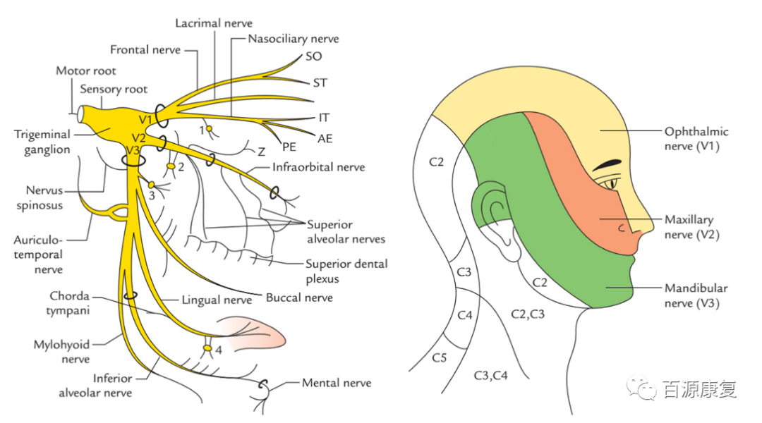 12对颅神经损伤和疾病定位