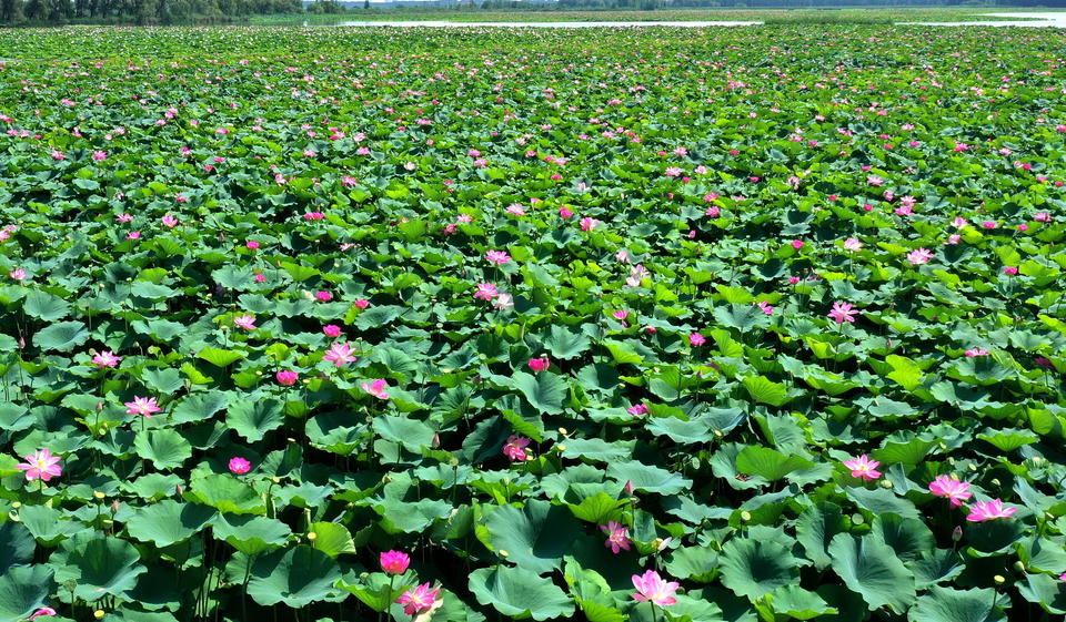 航拍章丘白云湖万亩红荷,入伏后千万朵荷花随风摇曳美丽动人