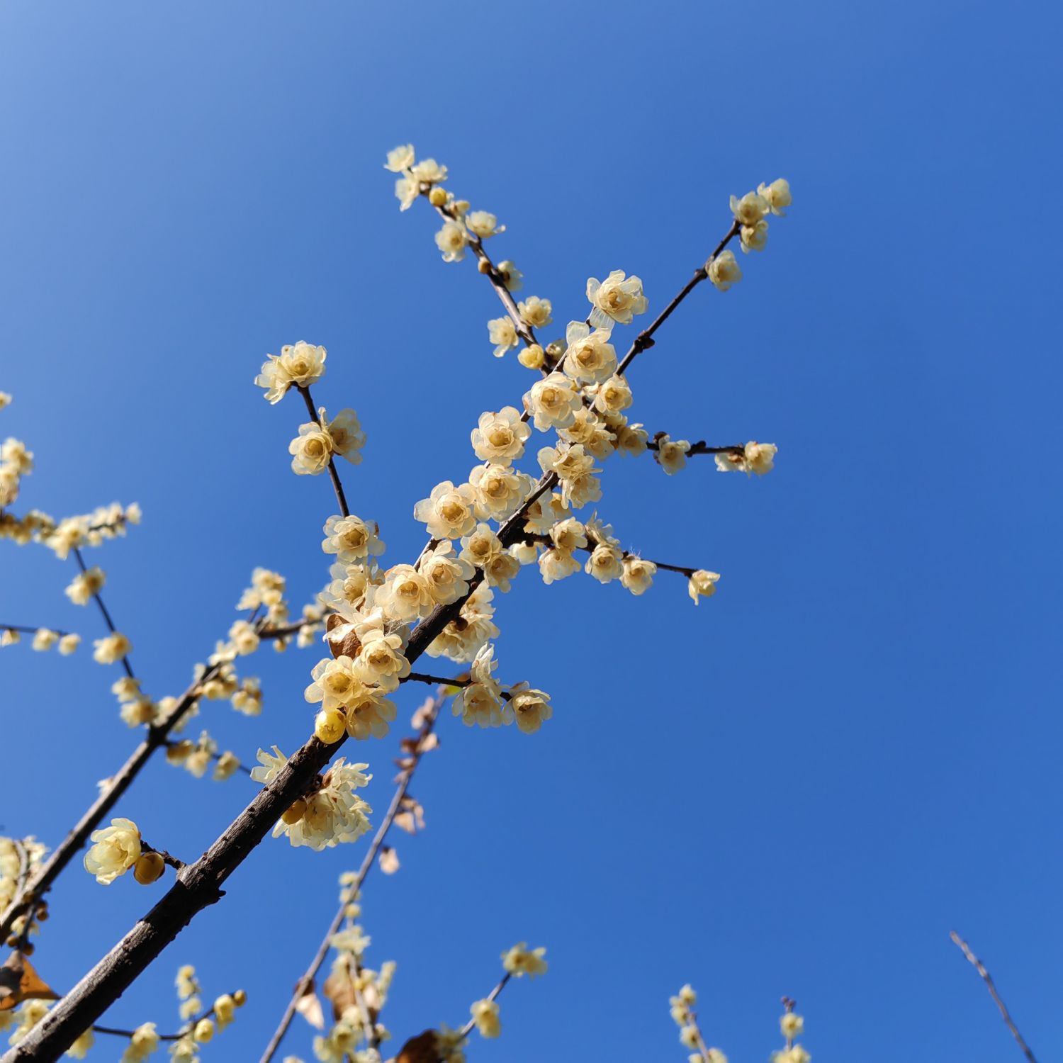 腊月里来,蜡梅开!合肥植物园蜡梅进入盛花期