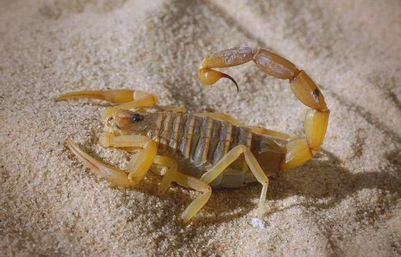 全球毒性极强的蝎子