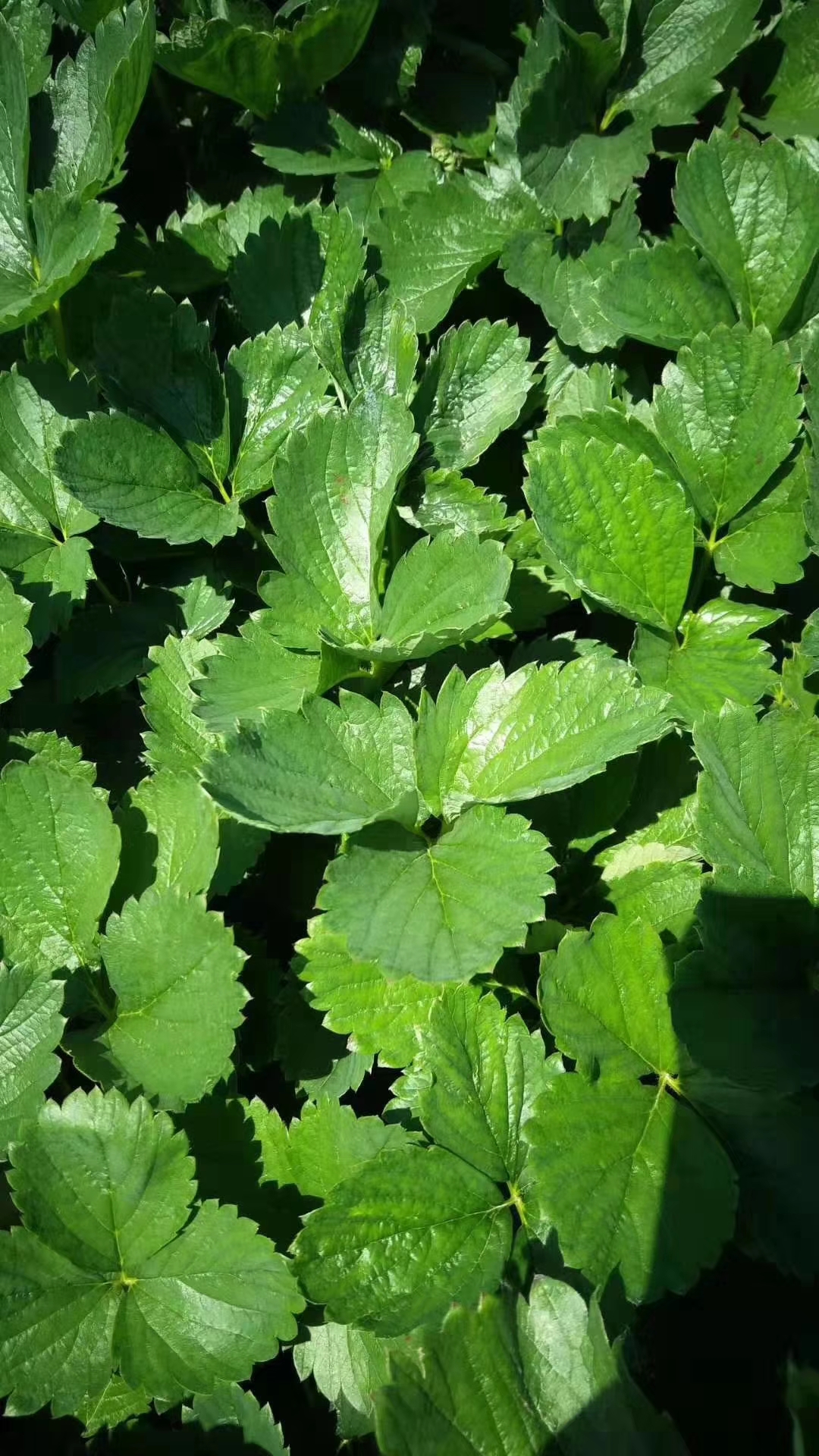 奶油草莓苗