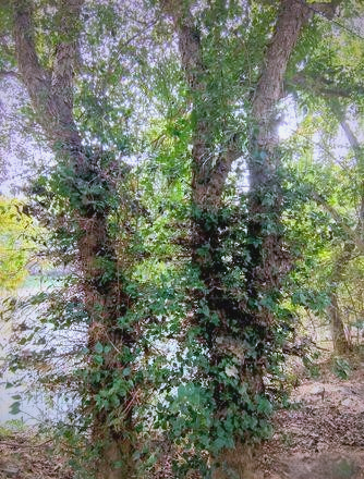 云梦县惊现稀少柞木树，浑身长满尖刺