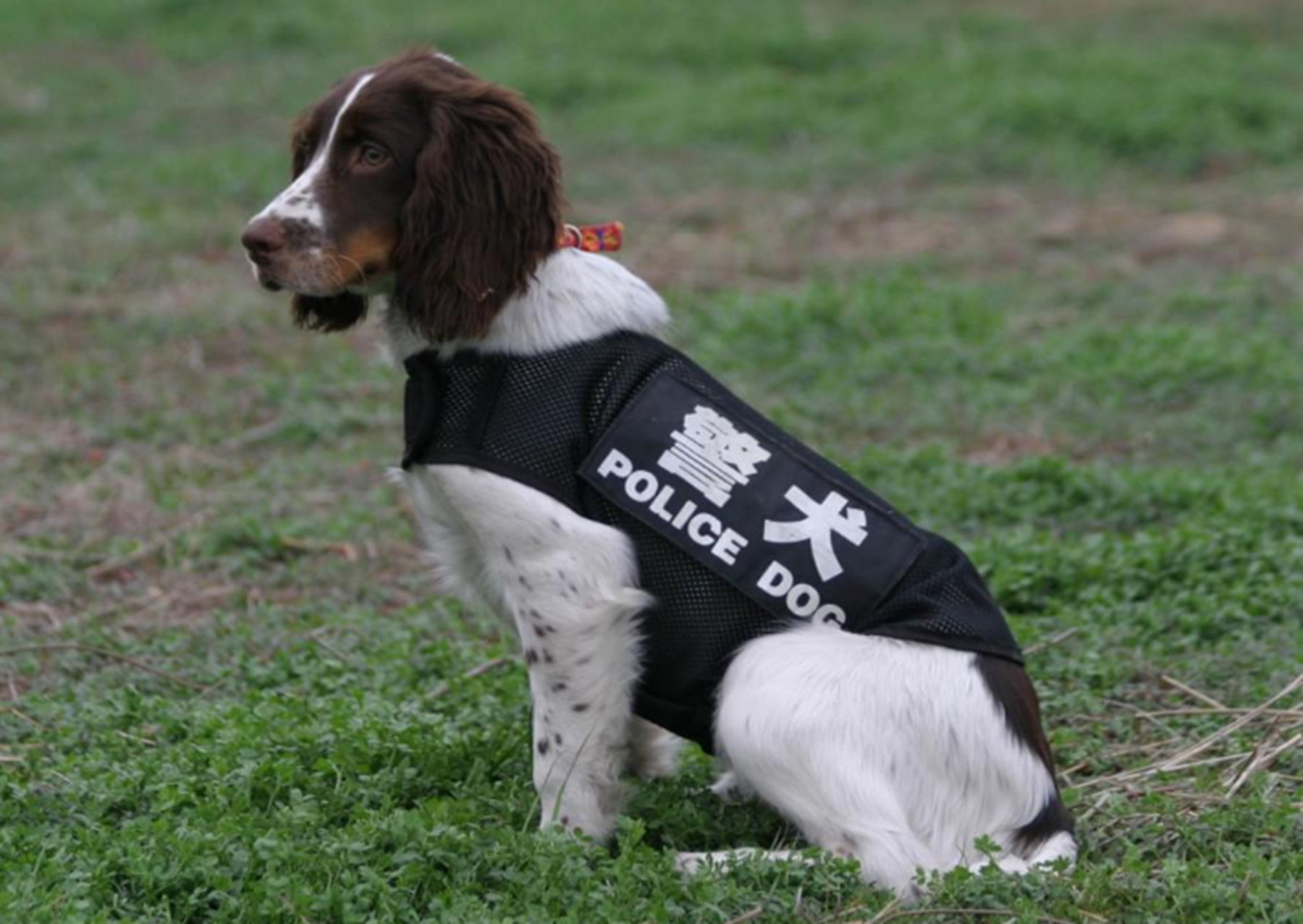 中国警犬品种有哪些?