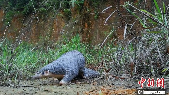 新新播报丨地铁十八号线正式开始铺轨