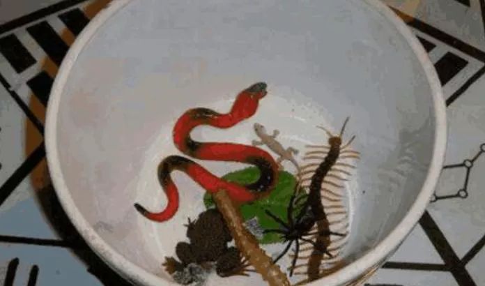 只知道湘西苗蛊吗?解锁关于蛊的新姿势,喝酒吹牛必备!