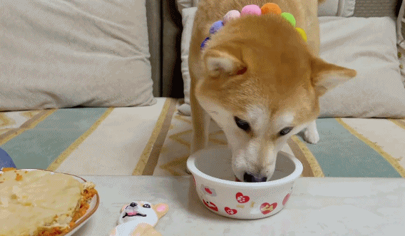 柴犬过生日,小姐姐亲手制作