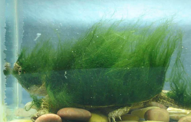 绿毛龟的人工养殖技术有哪些?