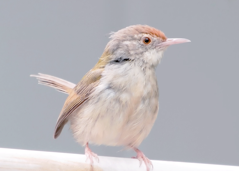 长尾缝叶莺:以叶子筑巢的独特鸟类