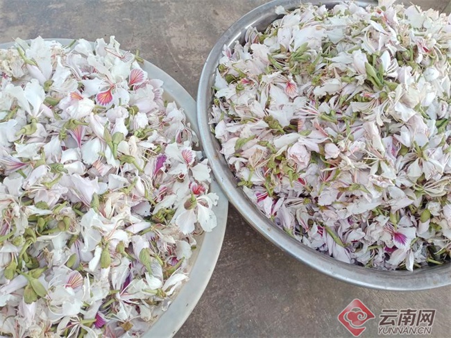 云南镇康县:白露花开启生态美食季