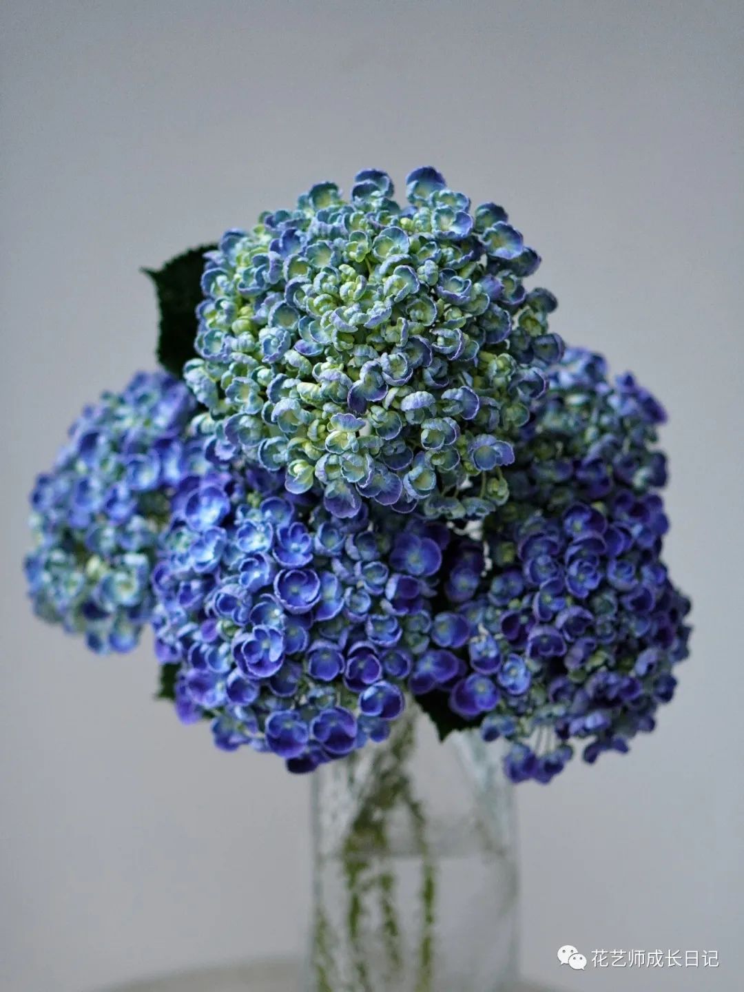 每日一花|爆米花绣球,令人沉迷的静谧深蓝!