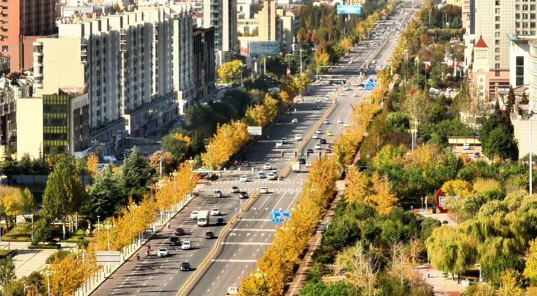 日照莒县:银杏大道 满目金黄