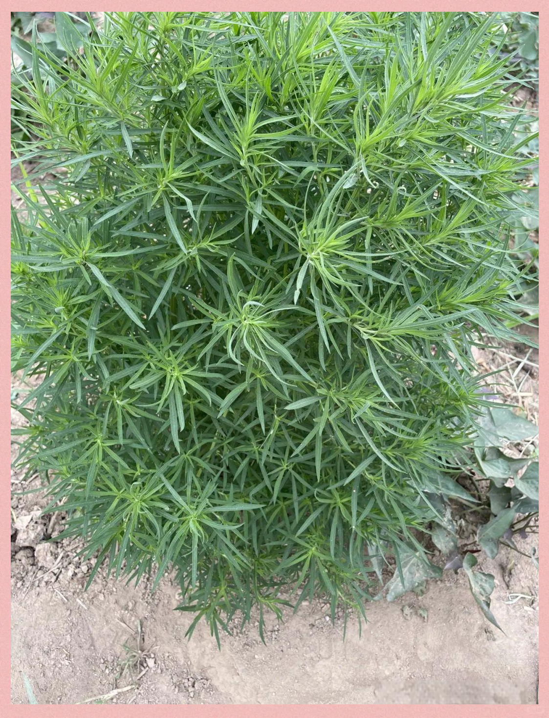 扫帚苗:营养丰富的"野菜之星"