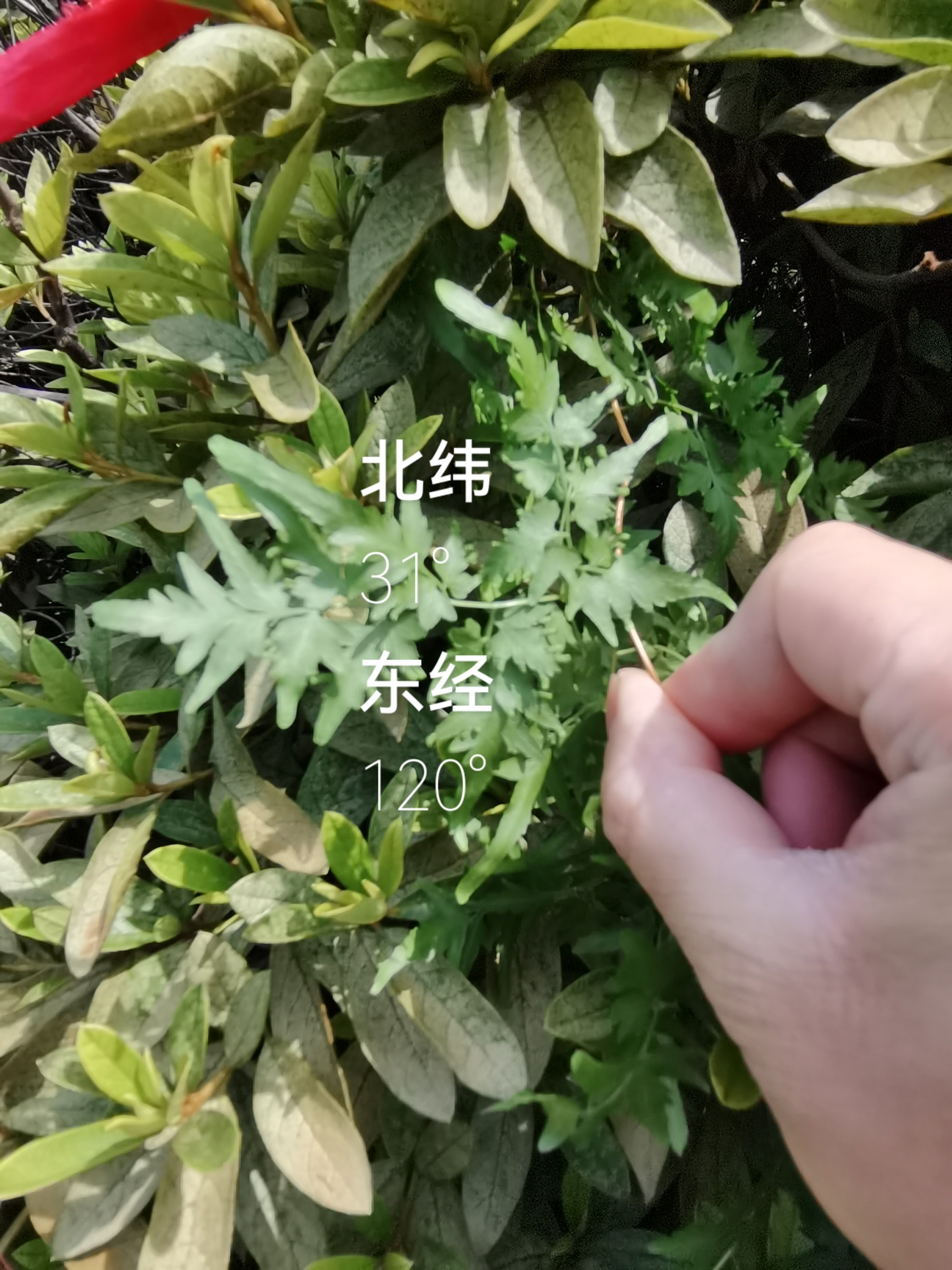 六朝云都金陵地,一江水去春秋意——海金沙