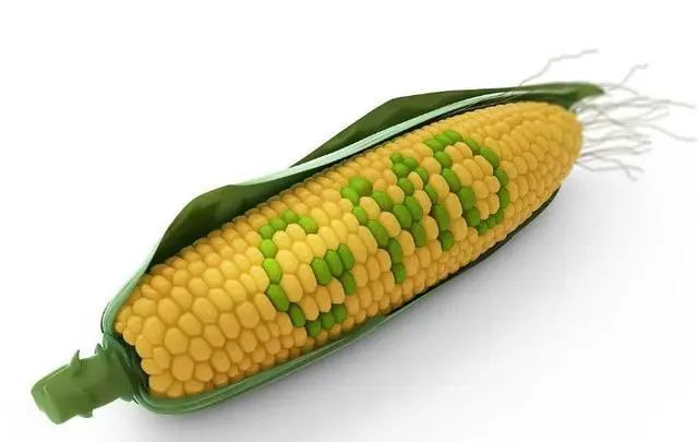 我国转基因小麦首次获批,推广转基因应该领导先吃?