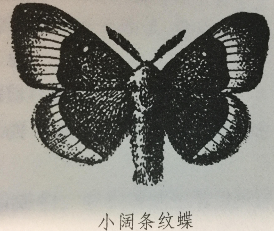 小阔条纹蝶法布尔图片