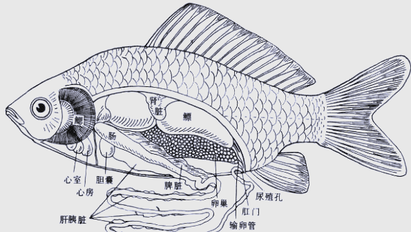 鱼类构造全面解析