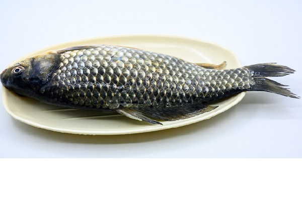 狗杠鱼的学名叫什么