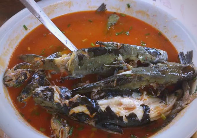 贵州角角鱼:美味诱惑与钓食乐趣的完美结合