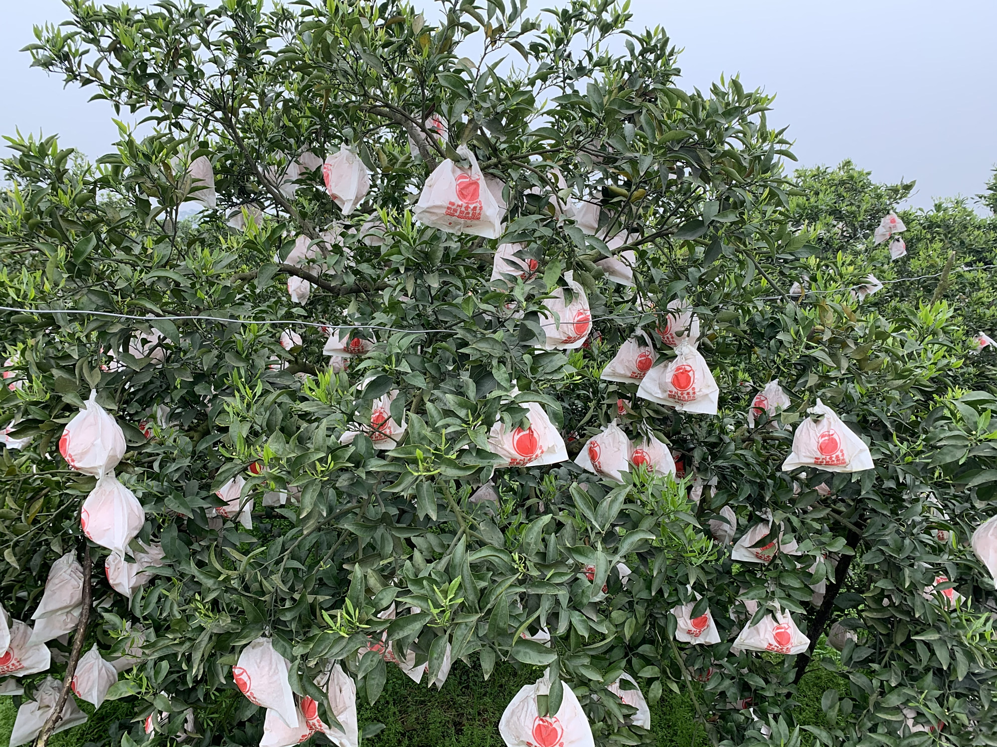 柑橘套袋 - 2020年最新商品信息聚合专区 - 百度爱采购