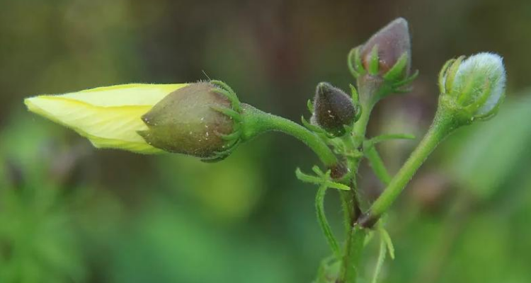 太阳花的花萼数量