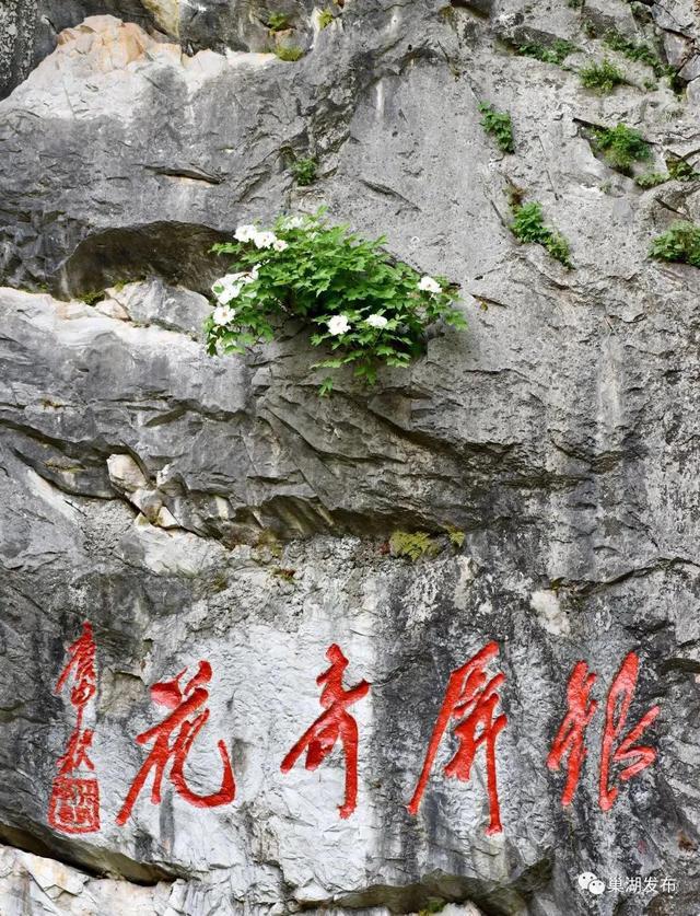 花开11朵!银屏牡丹绽放芳姿