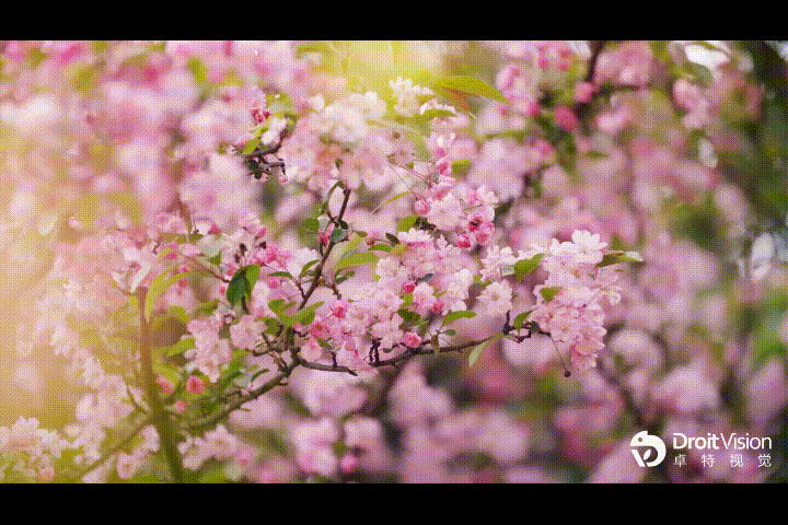 卓特视觉海棠花素材